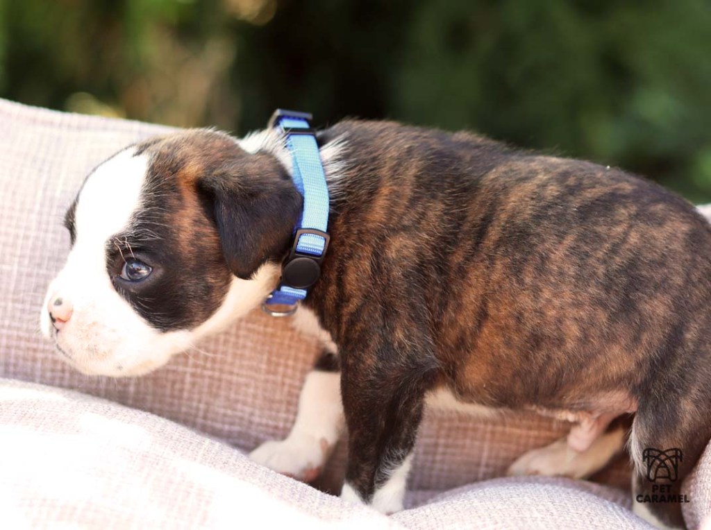 Brindle boxer puppy white marks