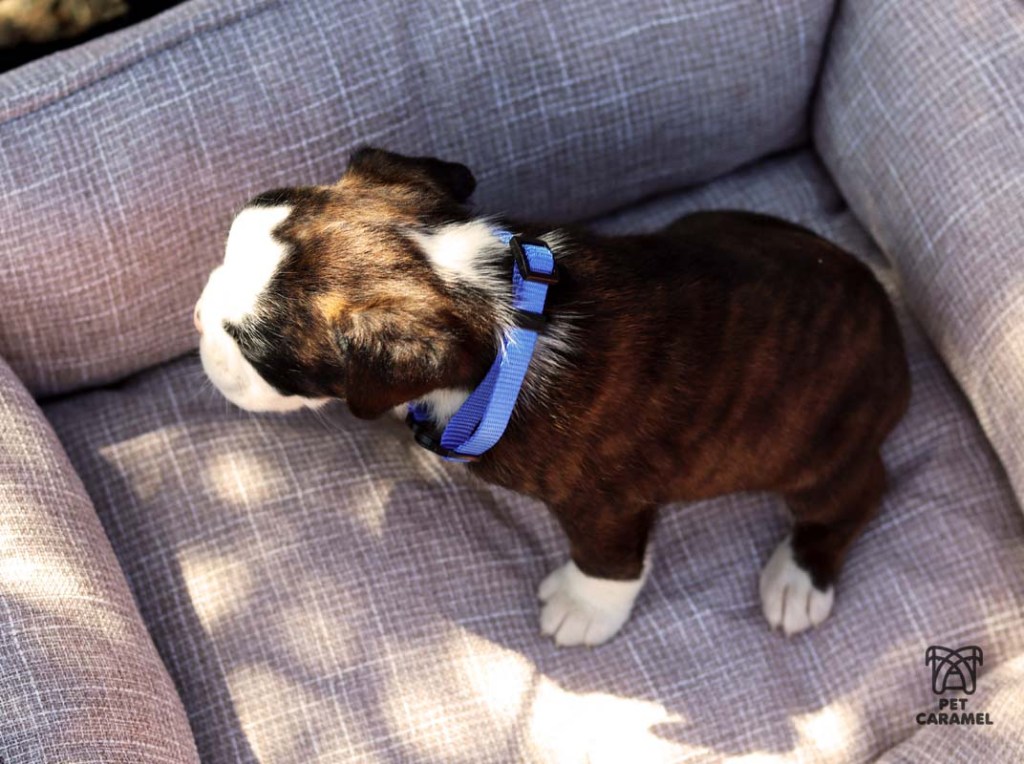 male brindle European puppy for sale in California