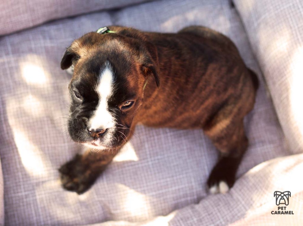 Boxer male puppy brindle puppy for sale