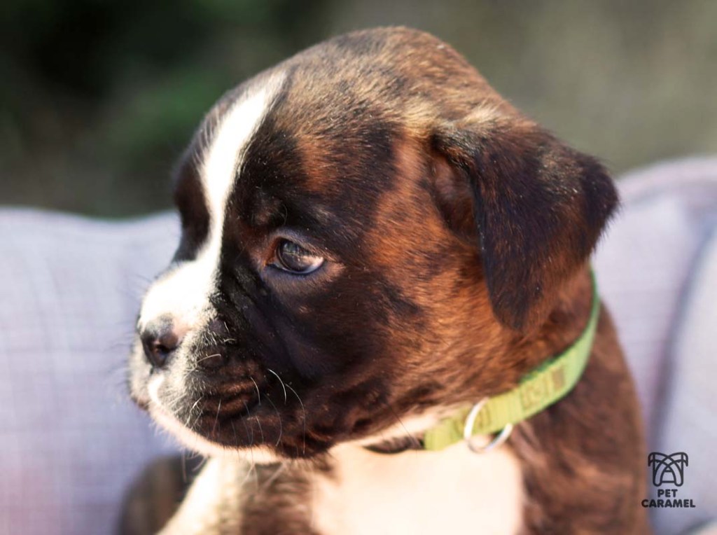 european boxer puppy for sale in Bay Area