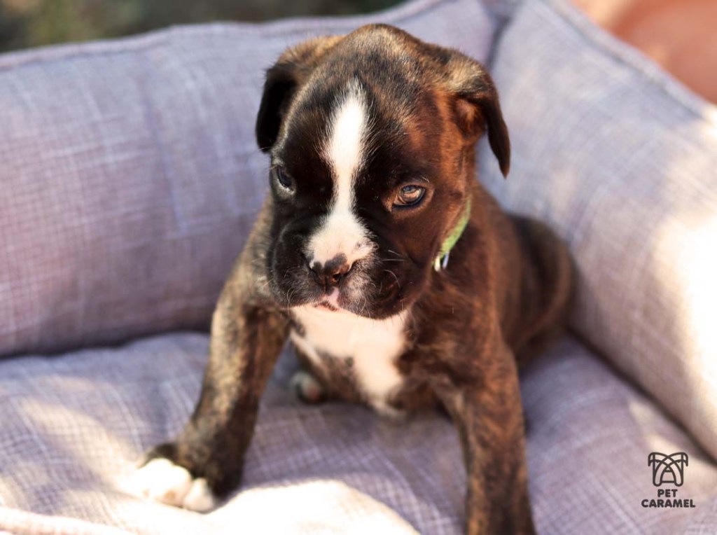Male Brindle Boxer European Puppy AKC