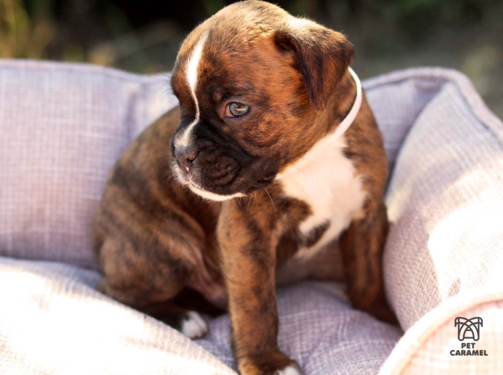 BOXER BRINDLE MALE PUPPY FOR SALE