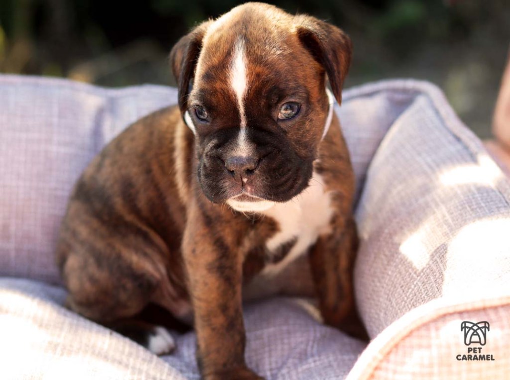 BOXER PUPPY BRINDLE FOR SALE MALE
