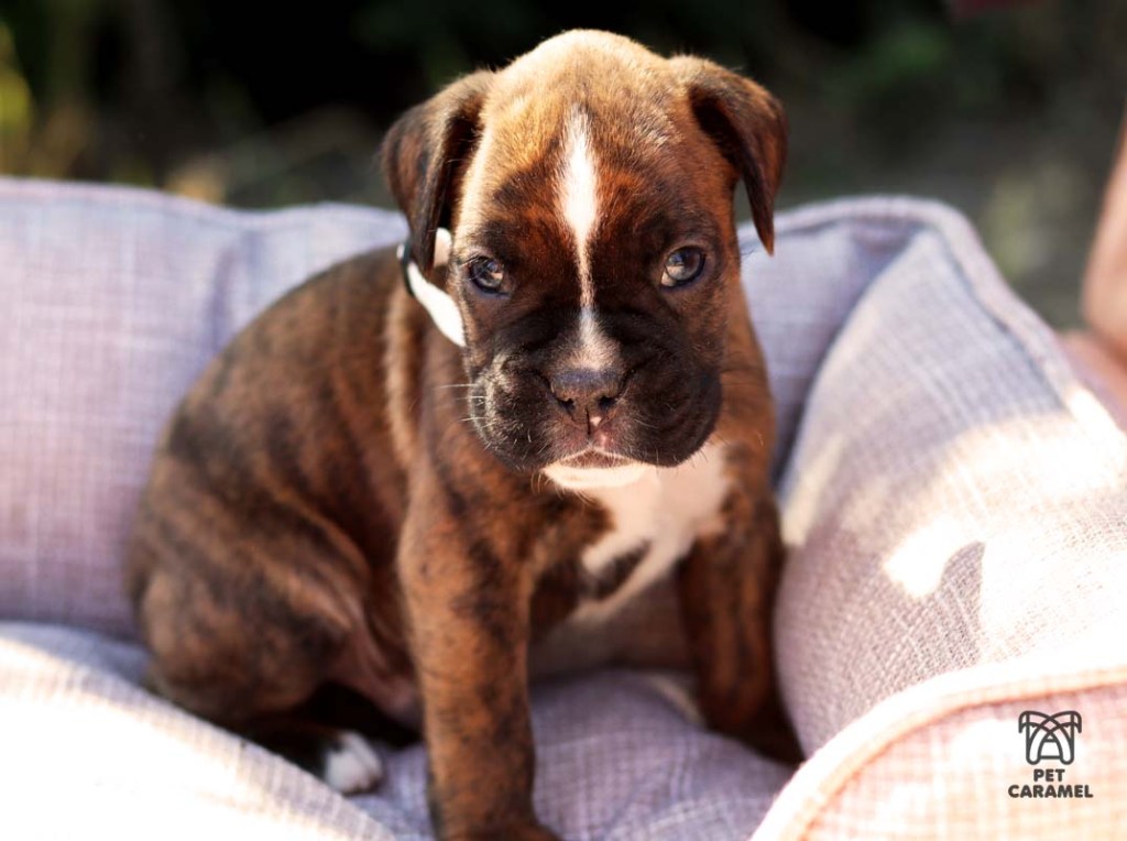 BOXER EUROPEAN male brindle white marks
