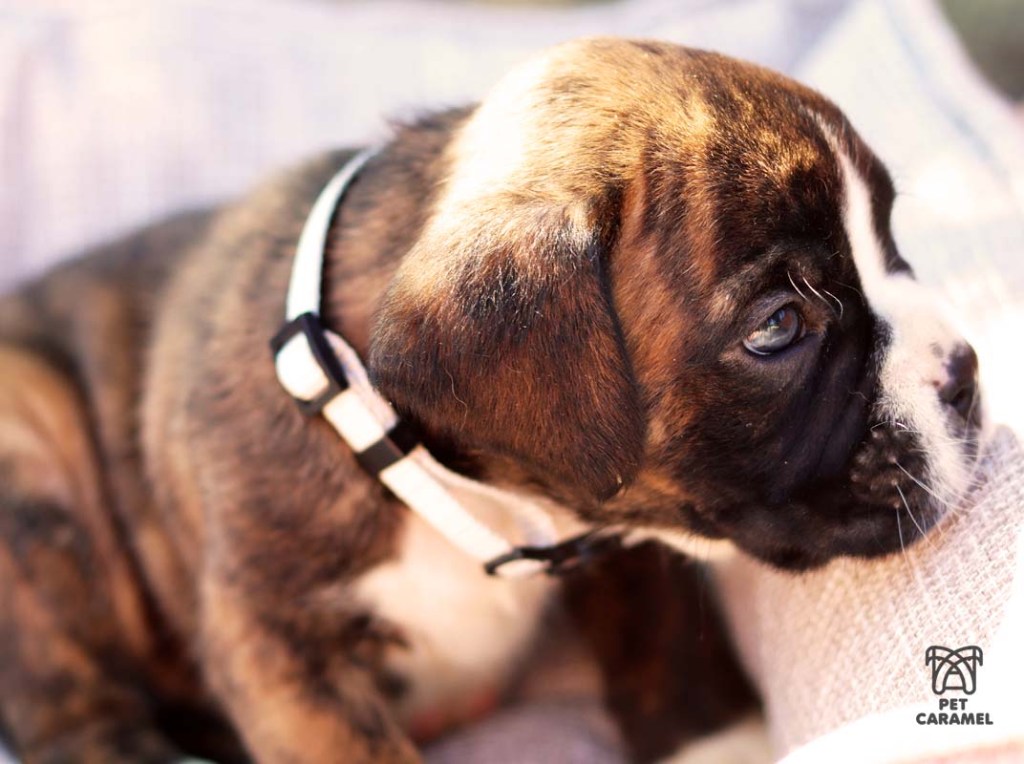 boxer puppy for sale in california boxer
