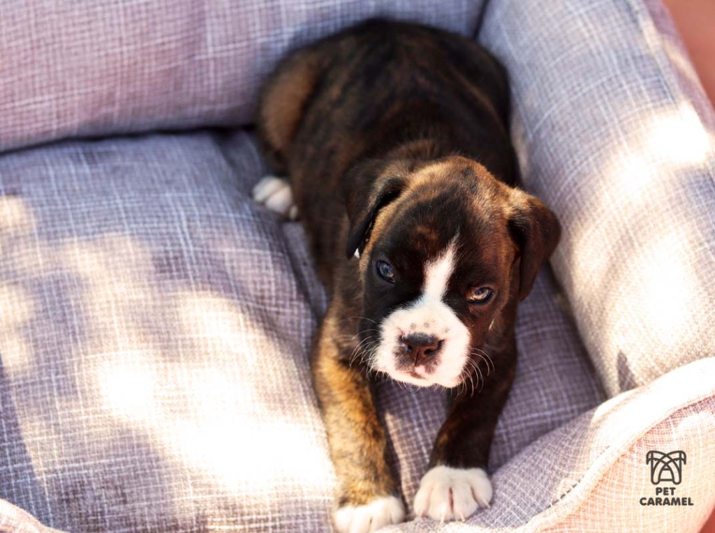 boxer male brindle for sale