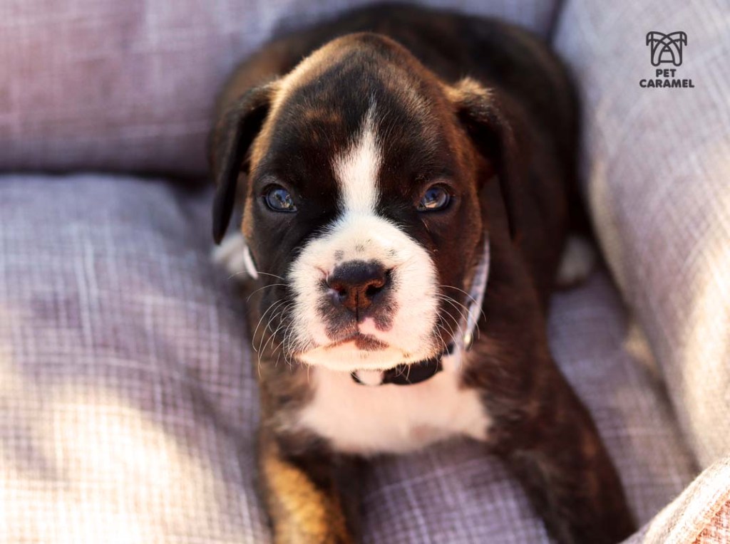 boxer puppy male for sale in california