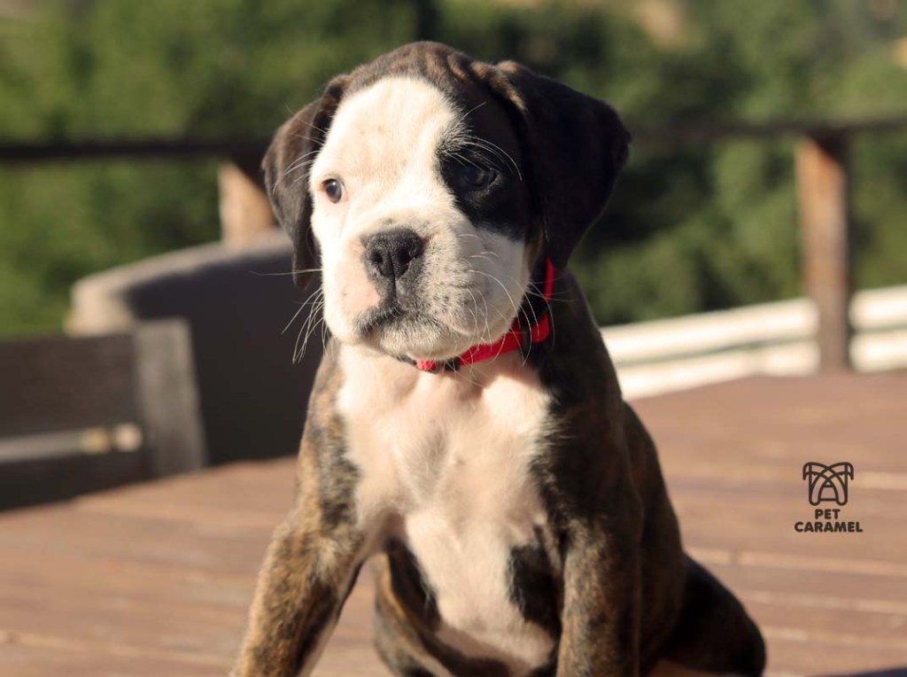 female brindle boxer puppy for sale in san francisco