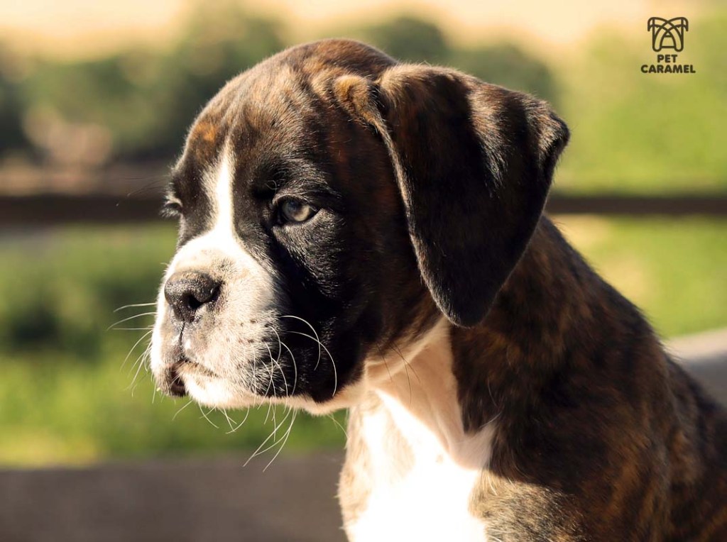 boxer puppy quality breeder