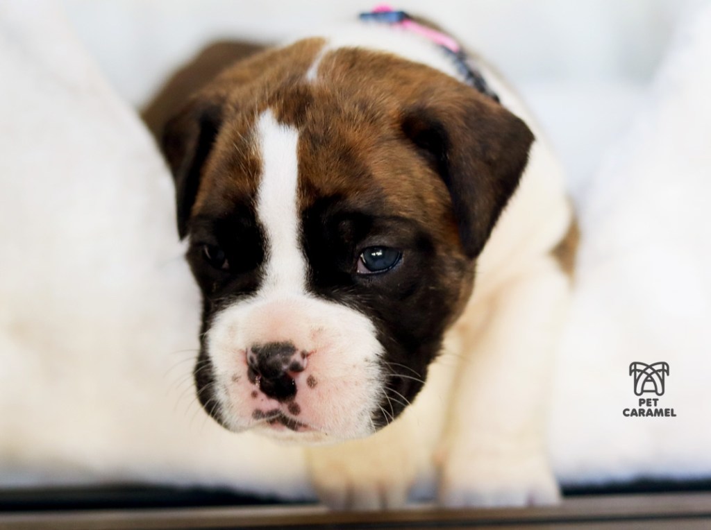 akc boxer female for sale in california