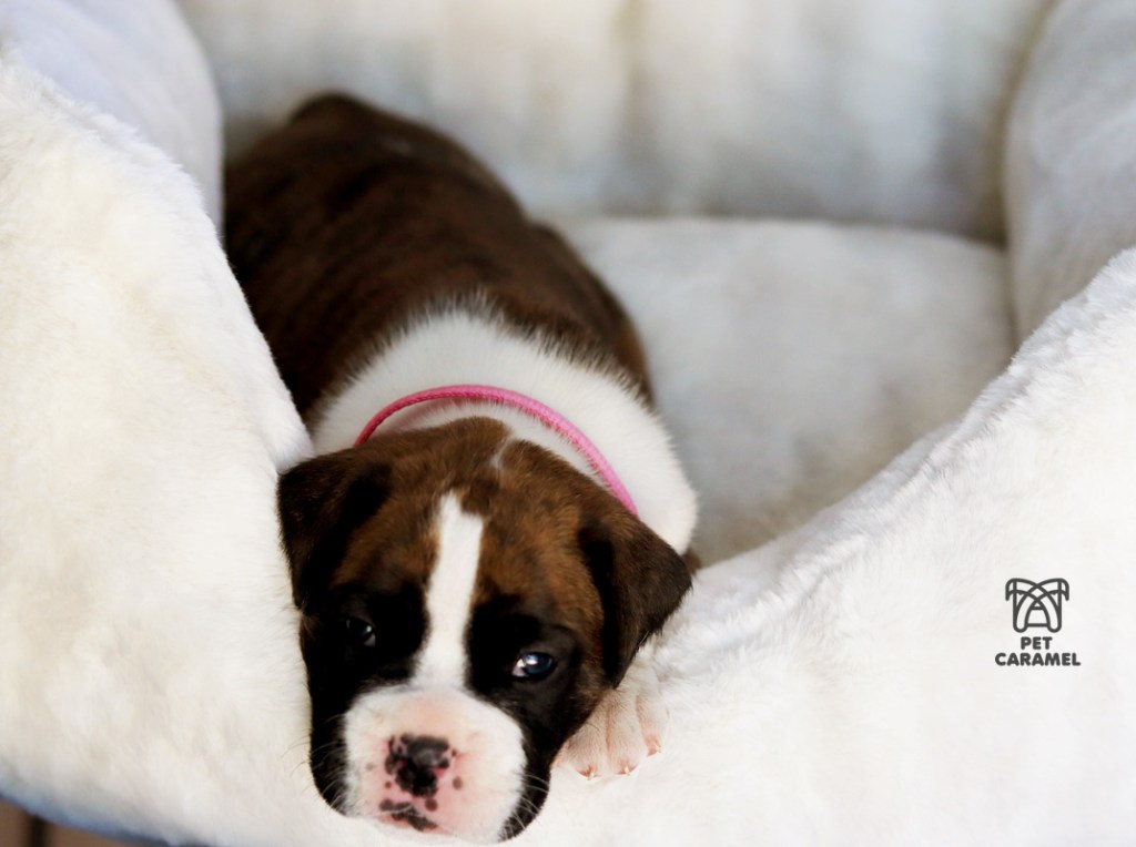 female brindle puppy reserved in San Diego California