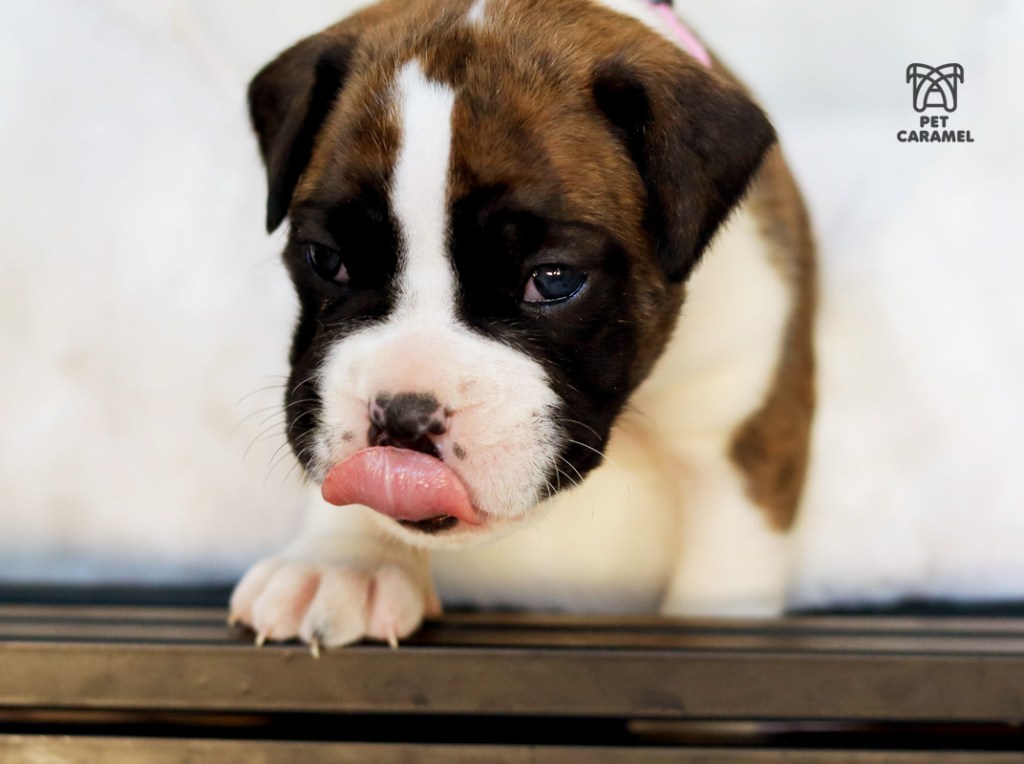 boxer puppy sold in san diego california