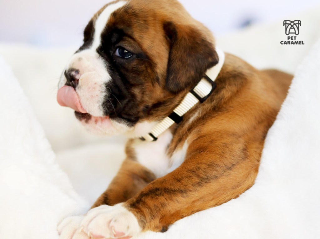boxer breeder in san francisco - Puppies Avaliable