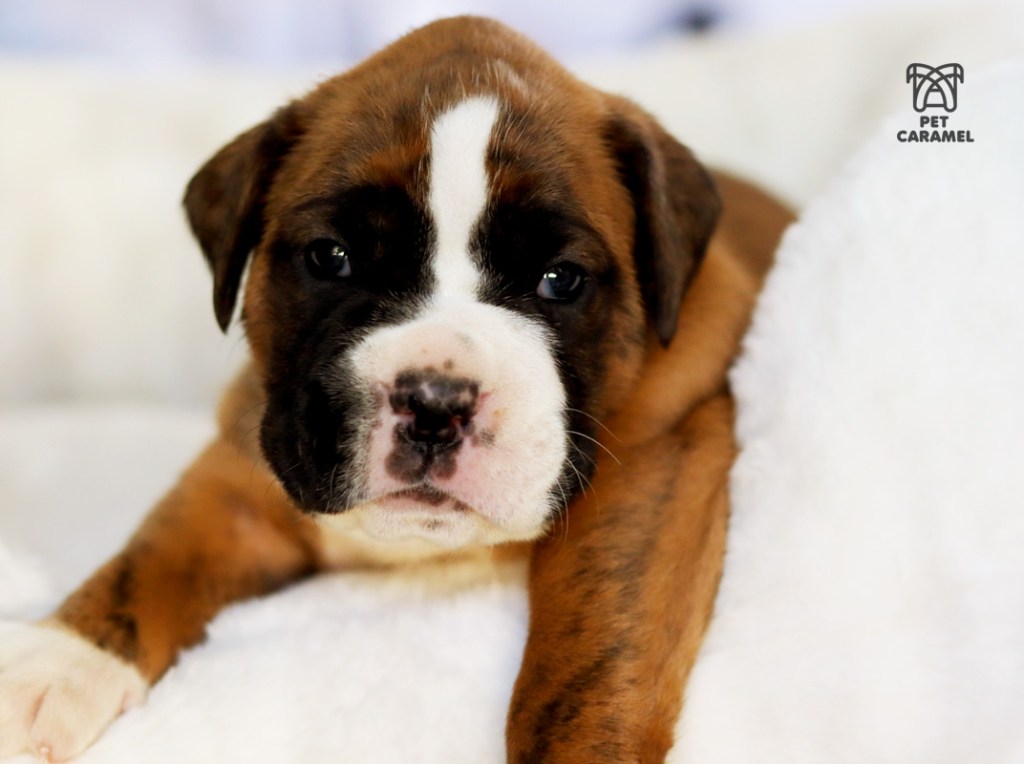 boxer brindle puppy for sale in california