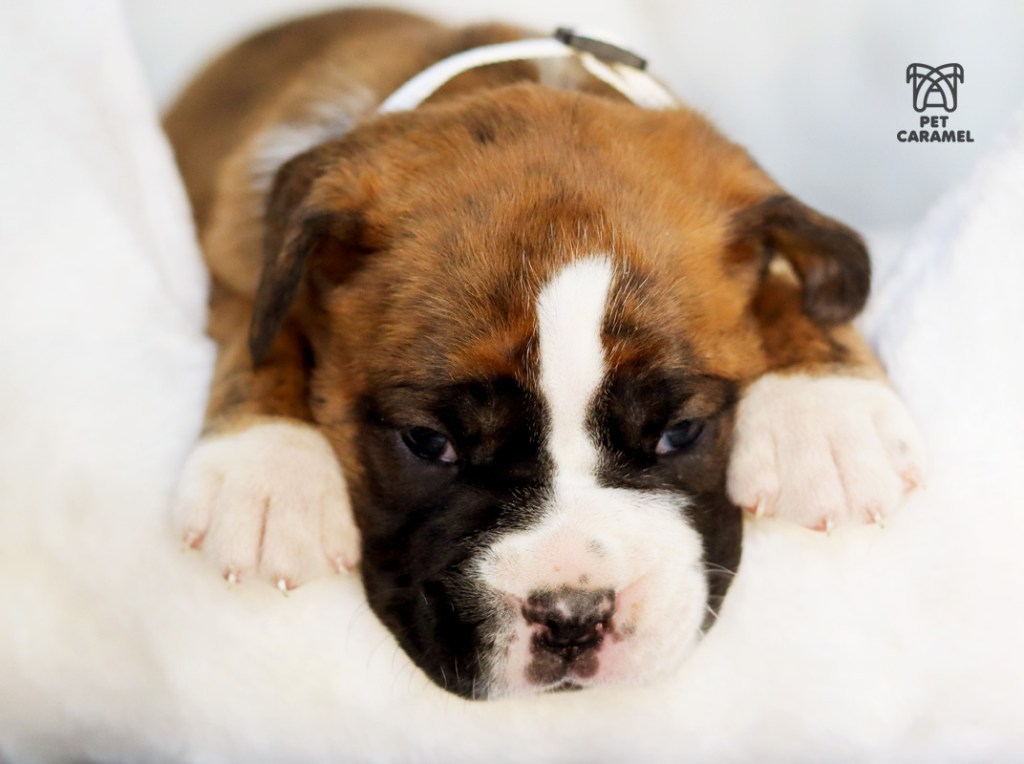boxer puppy and boxer breeder European