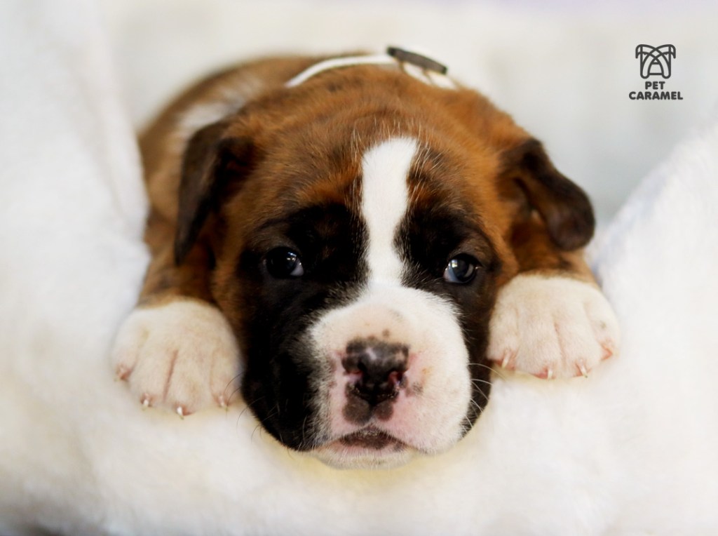 cute female boxer puppy for sale