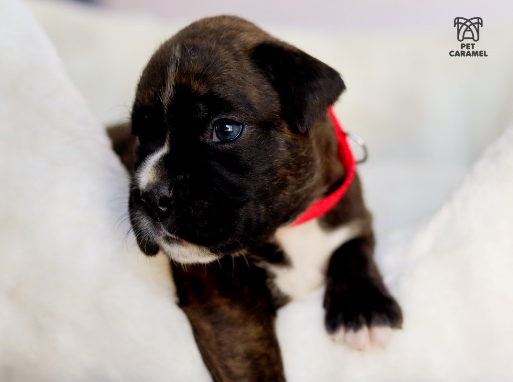 european boxer breeder in california