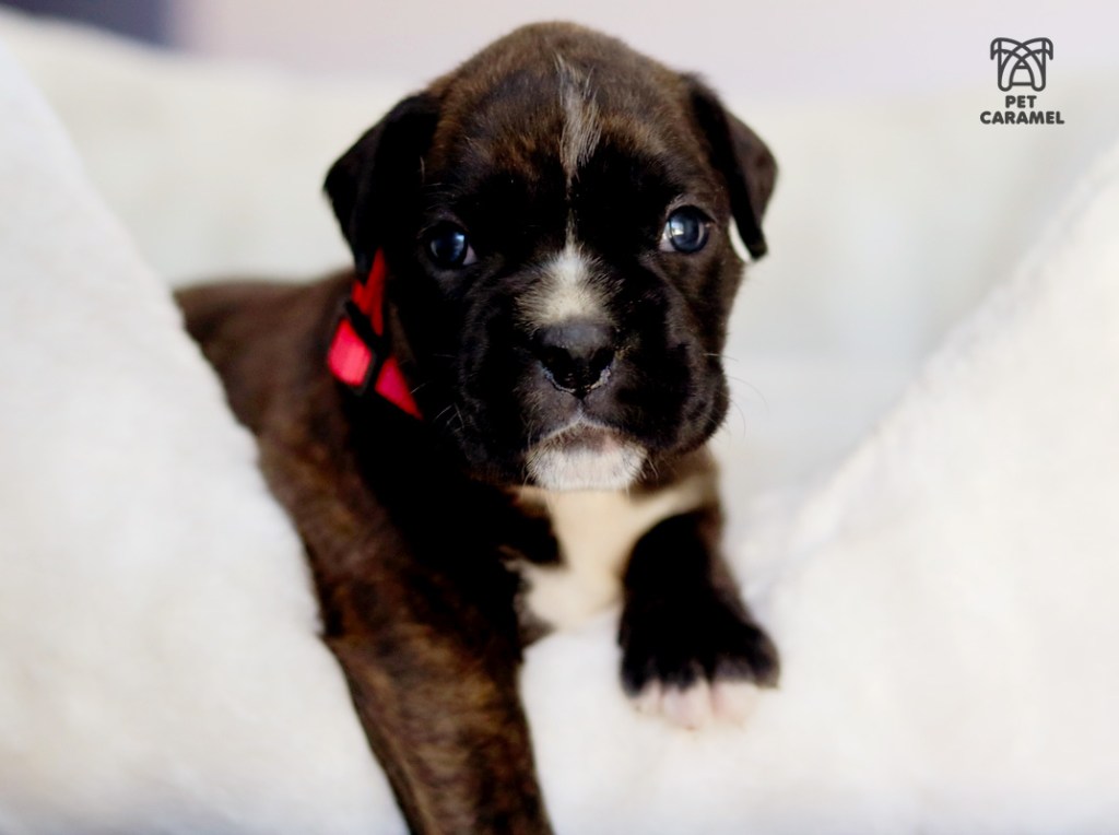 european boxer breeder in california