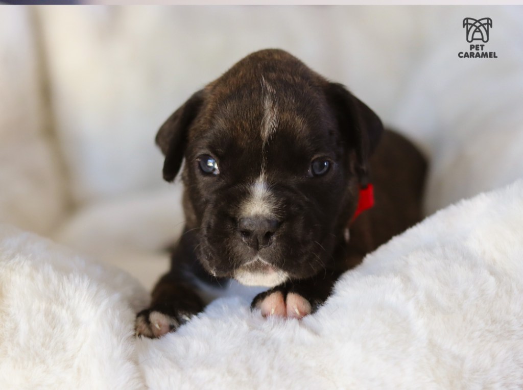 european boxer breeder in california female for sale