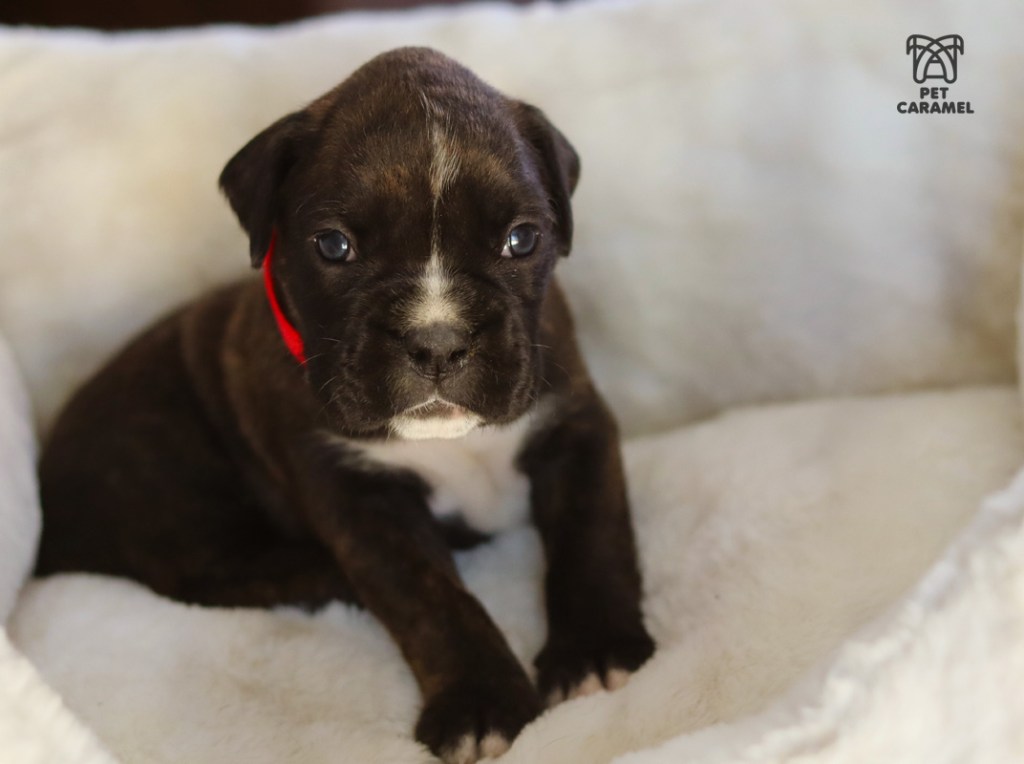 european boxer breeder in californiacute boxer female for sale