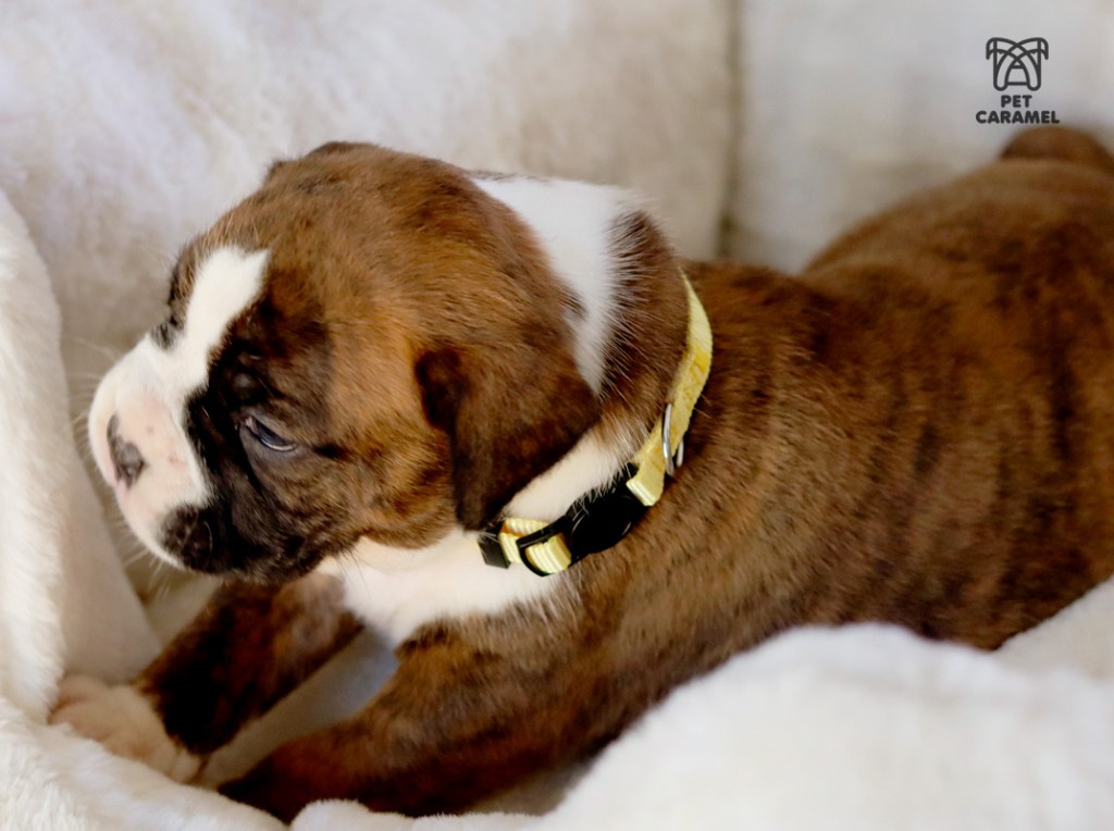 wonderful boxer puppies for family and guard