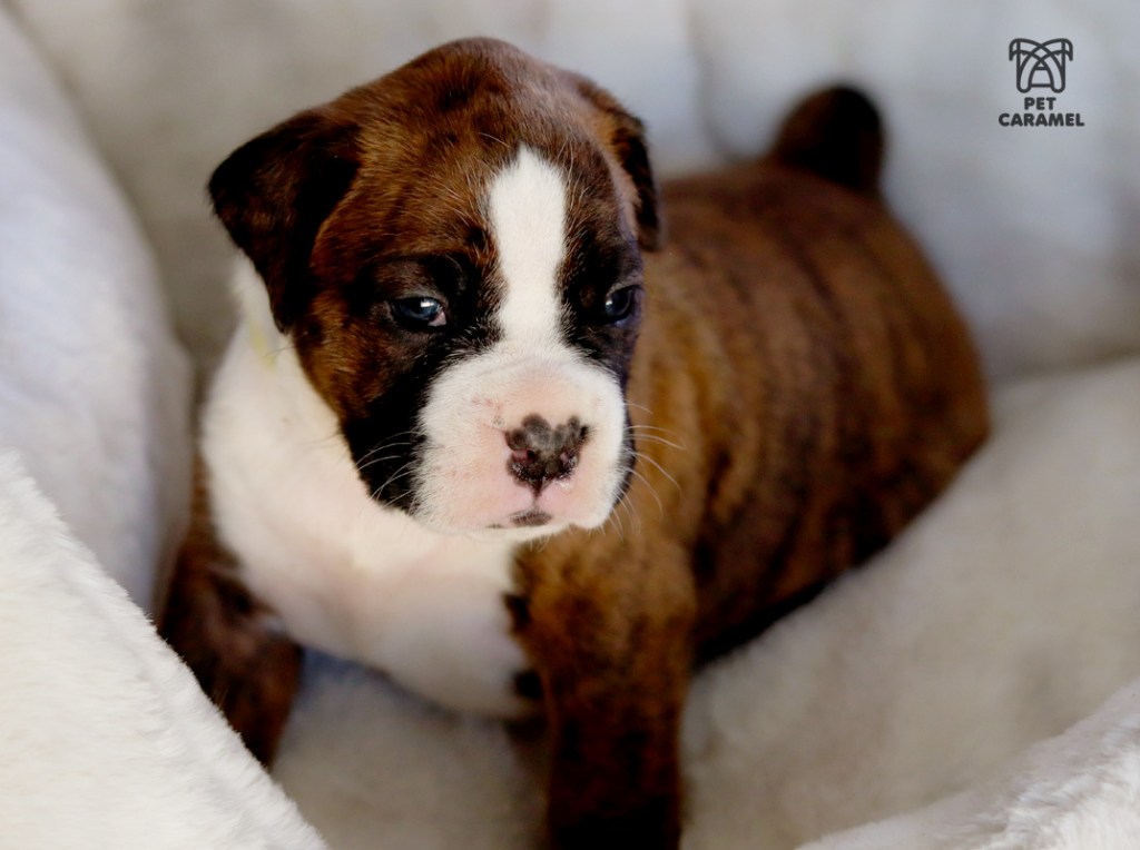 boxer puppy for sale in california quality dogs and breeder