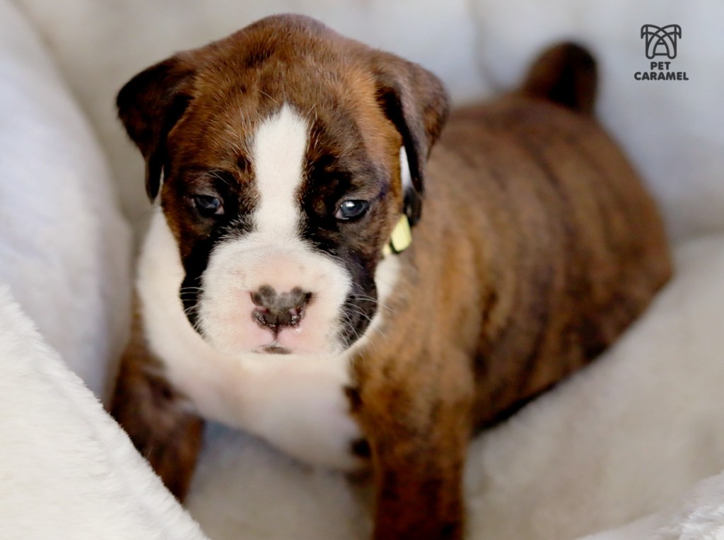 FEMALE boxer puppy for sale in California
