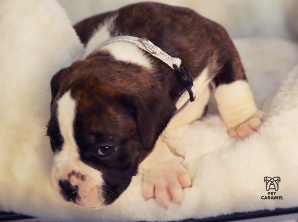 BRINDLE BOXER PUPPY FLASHY for sale in California