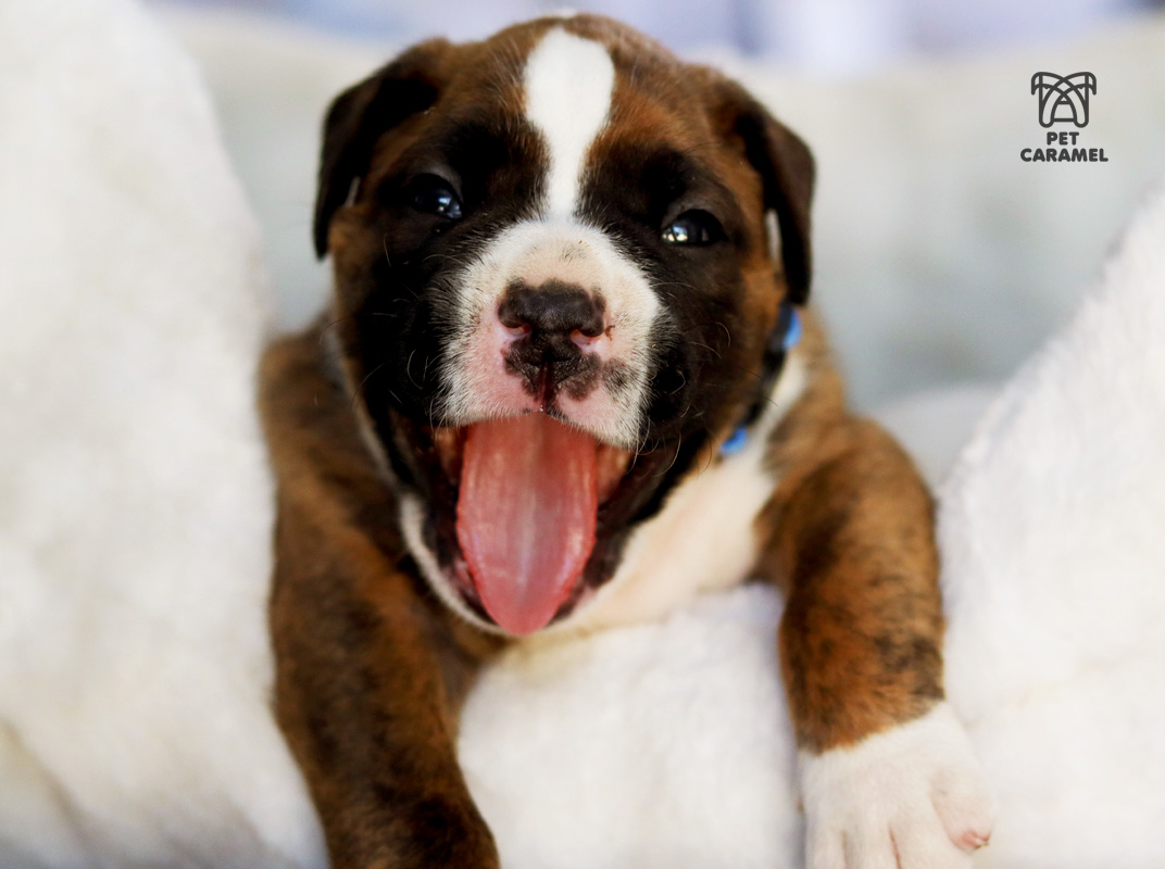 Boxer male puppy for sale in Sacramento