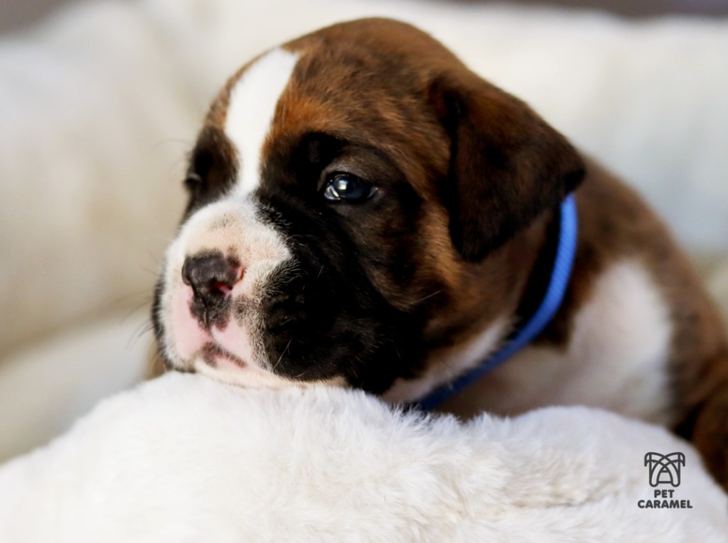 boxer puppy and boxer breeder in Martinez California