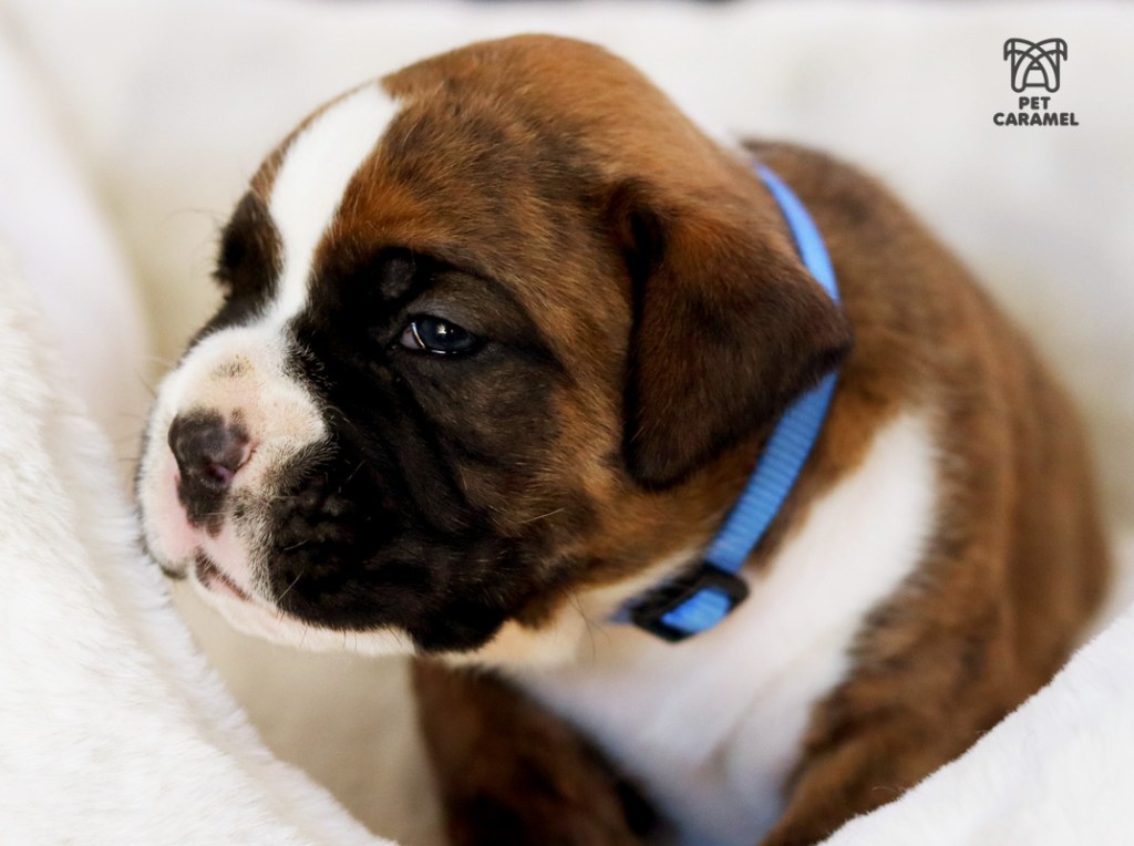 male boxer puppy reserved in california