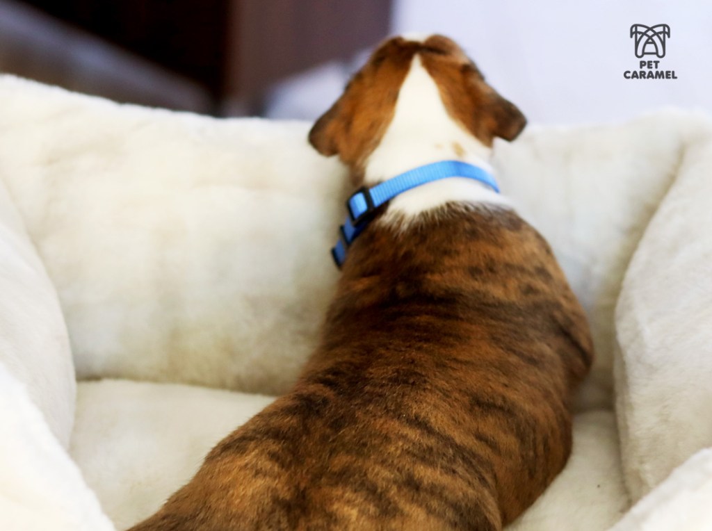 male european brindle boxer for sale