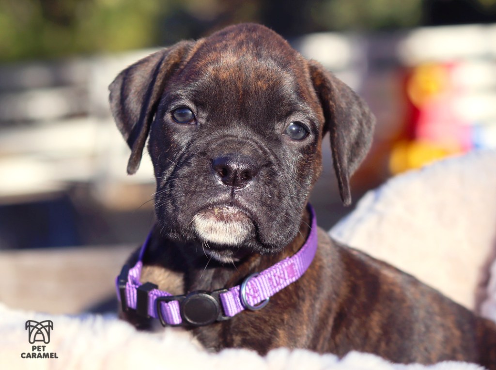 boxer female brindle
