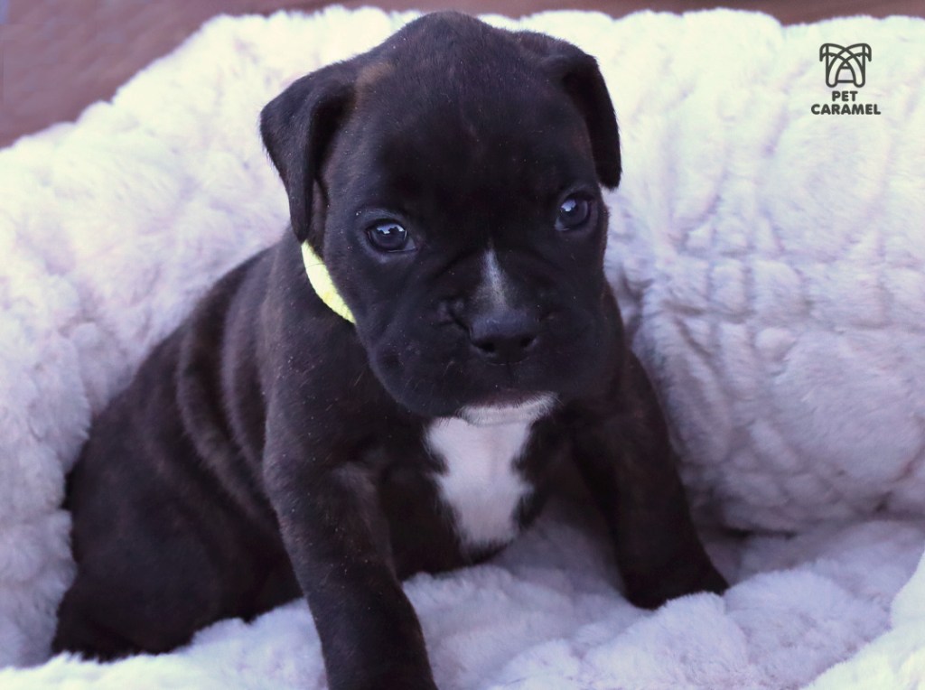female european boxer puppy