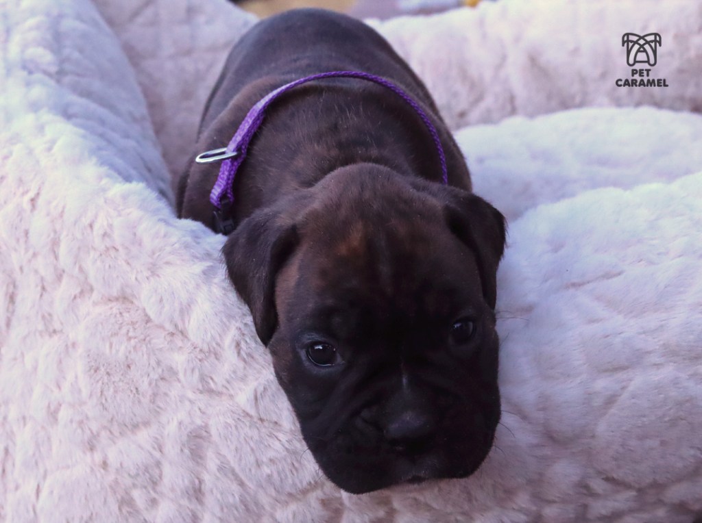 female akc boxer puppy for sale