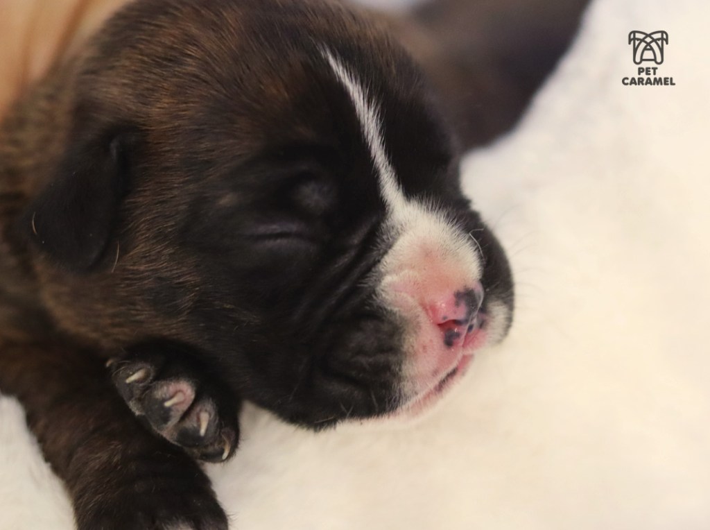 male boxer puppy with white marks