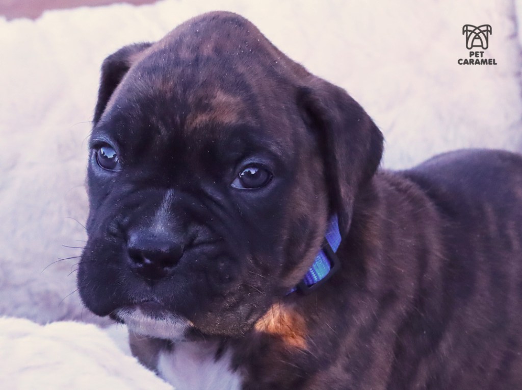 male brindle for sale in california