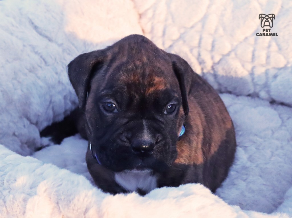 male brindle boxer for sale in california