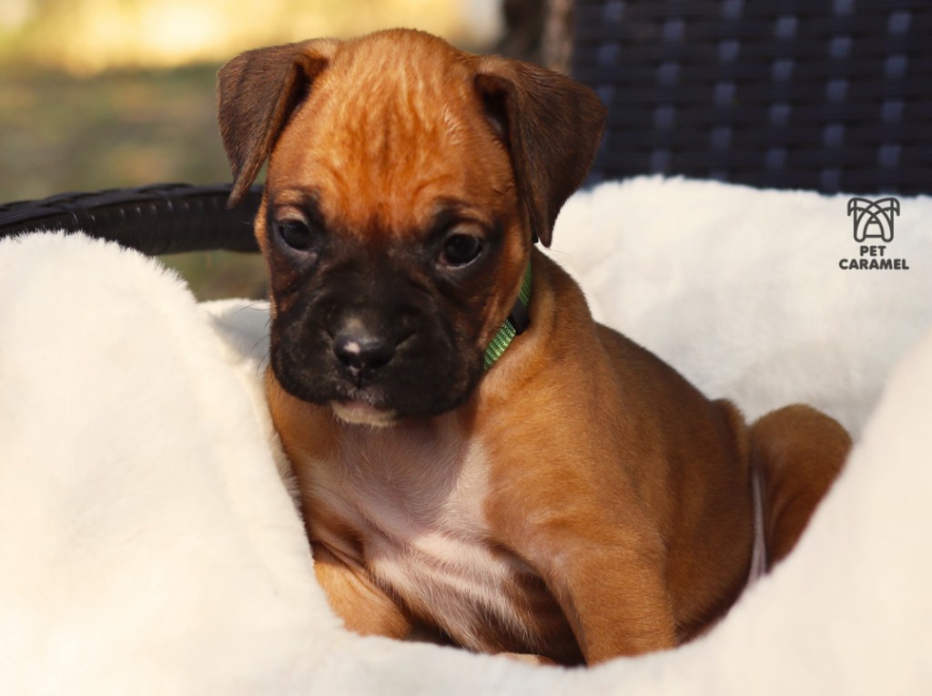 female fawn boxer puppy for sale