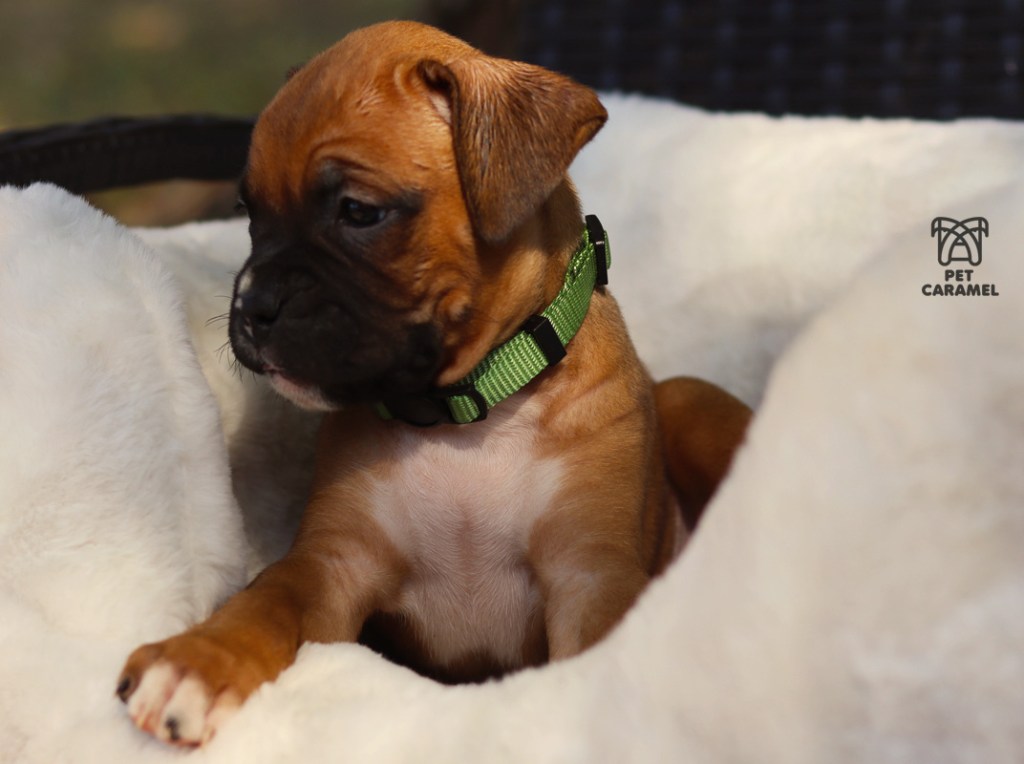 fawn female boxer puppy for sale