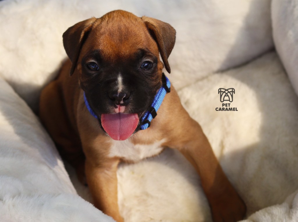 male fawn boxer puppy reserved