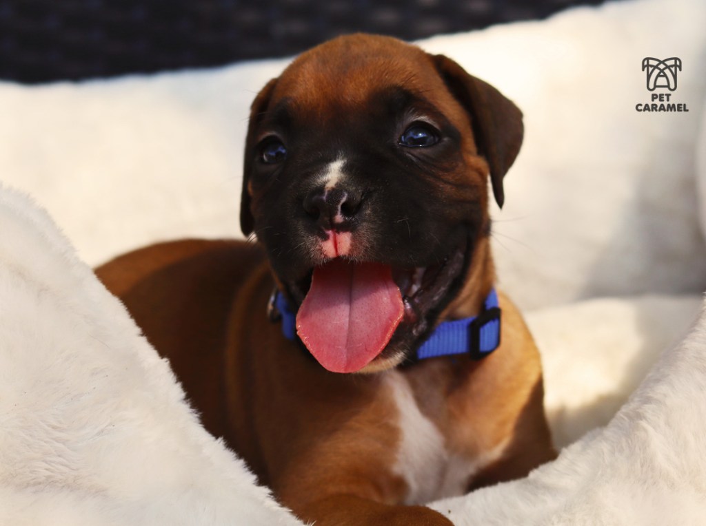 male boxer puppy for sale