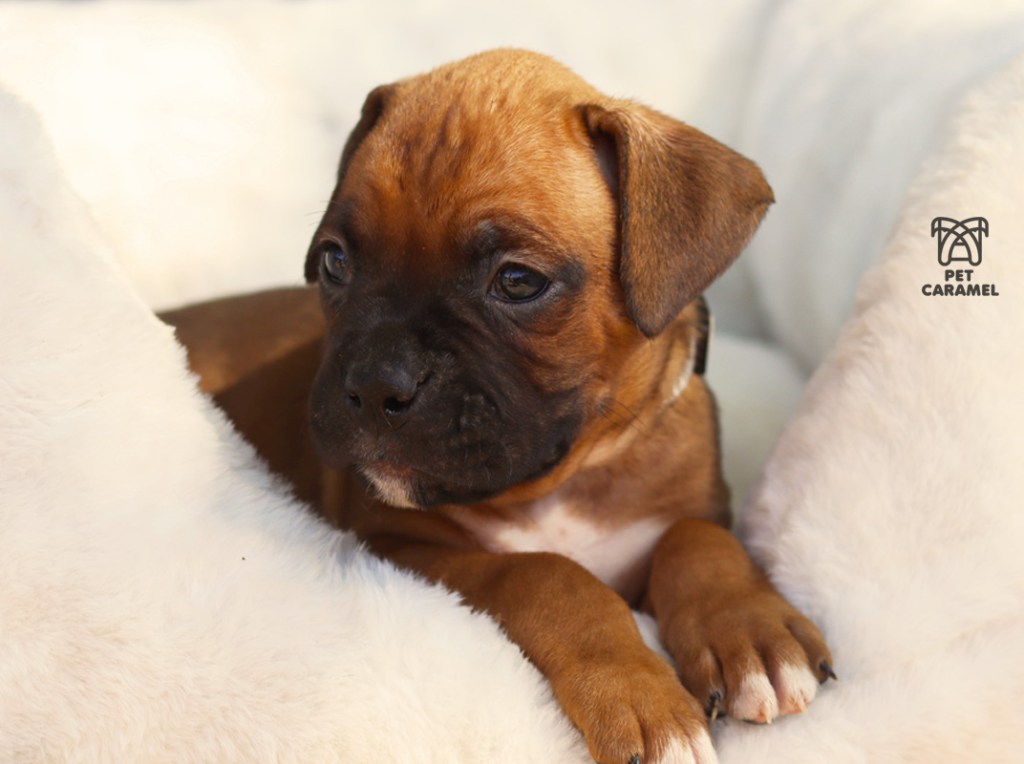 male boxer puppy for sale in california Fawn Color
