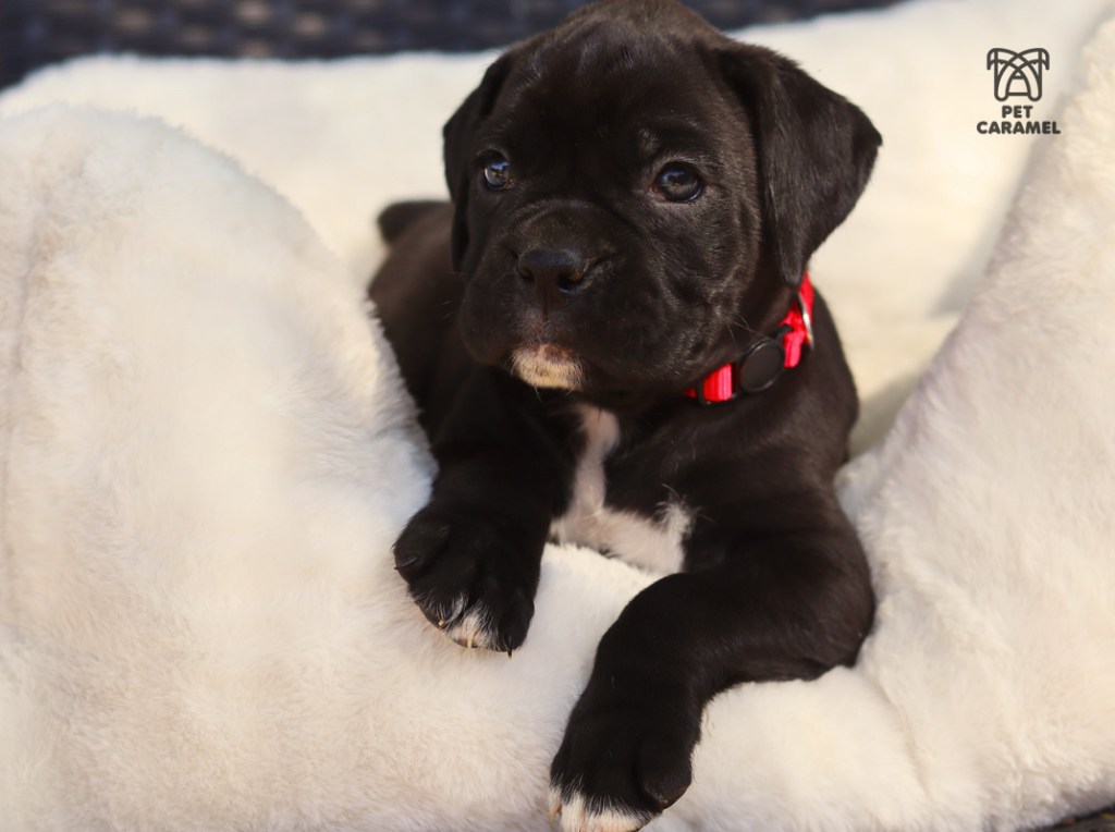 black boxer puppy avaliable