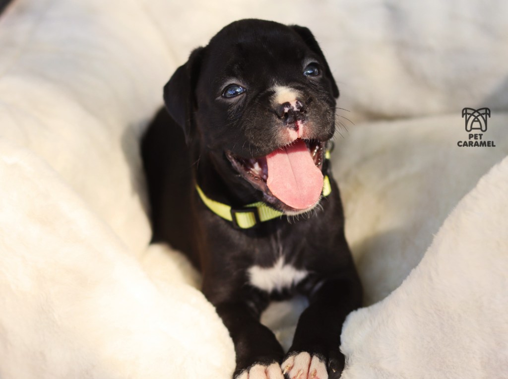 black female boxer puppy for sale - the boxer breeder in san francisco