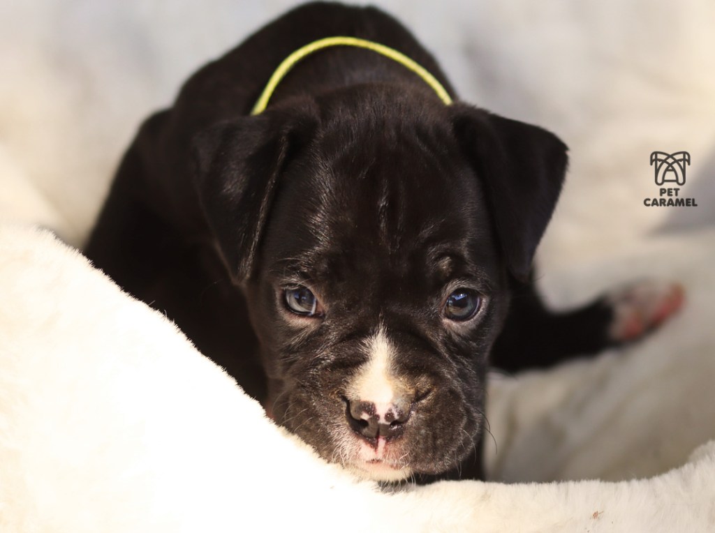Black boxer puppy for sale in California