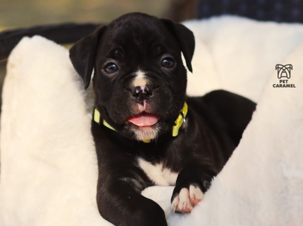 boxer black puppy for sale or reverse brindle