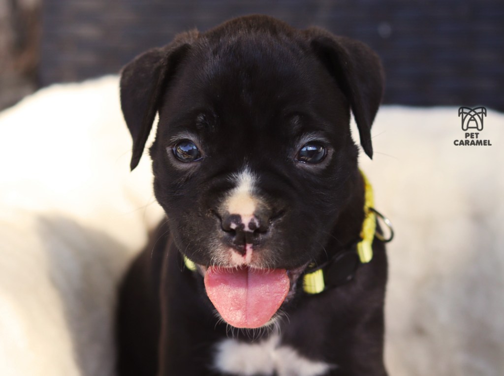 female boxer black for sale