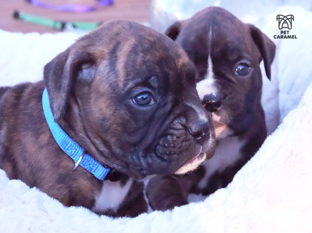 male puppy brindle for sale akc boxer