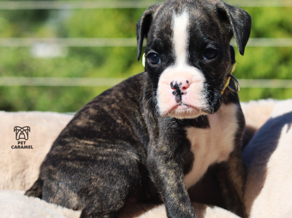 Boxer Puppy for Sale brindle white marks akc